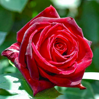 Vrtnica čajevka Cygne Noir  slika 1